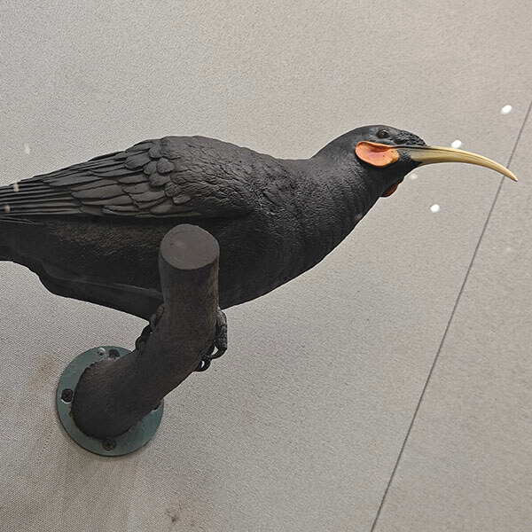 标本