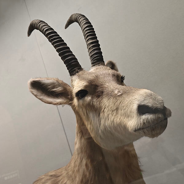 标本