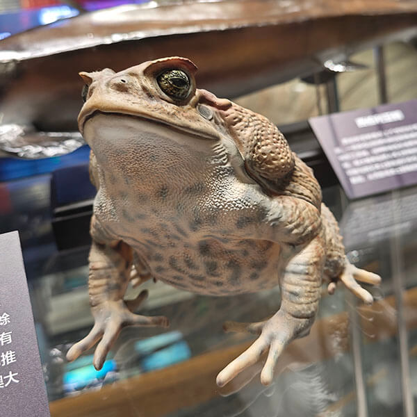 标本