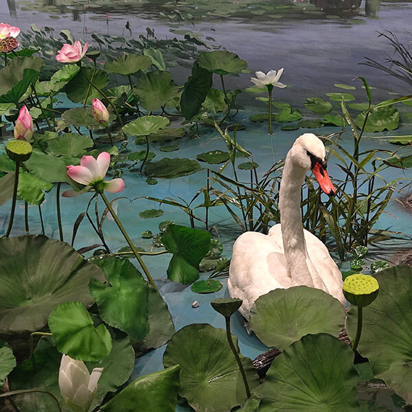标本
