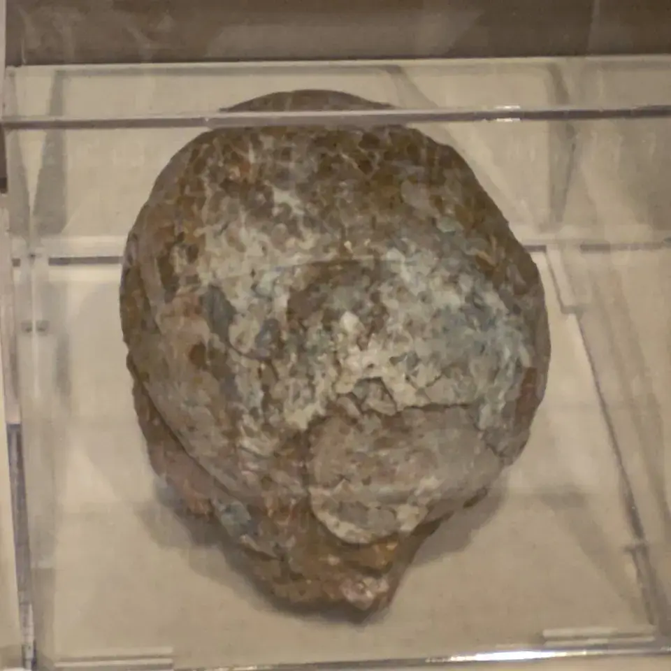 史前生物