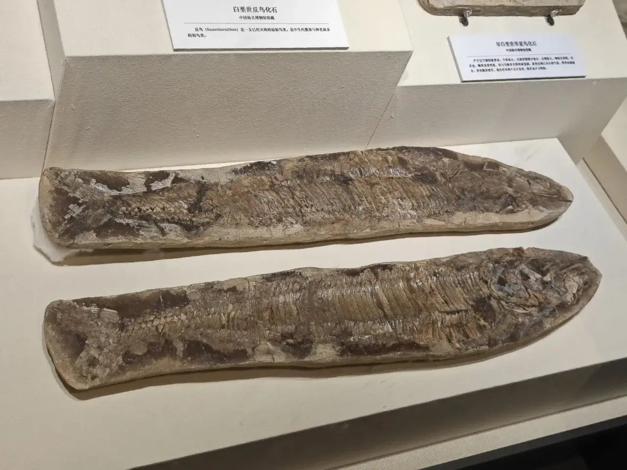 史前生物