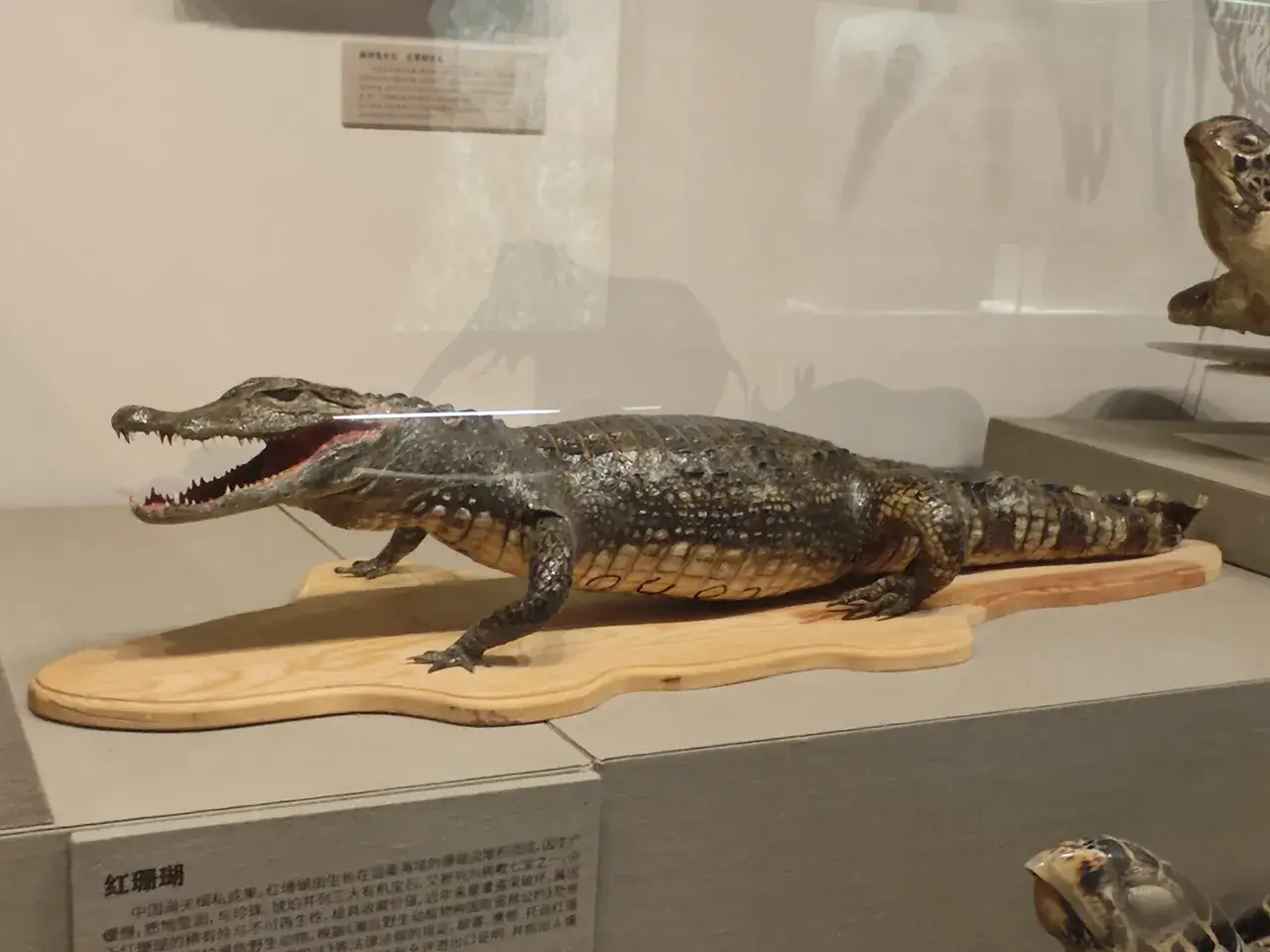 缉私