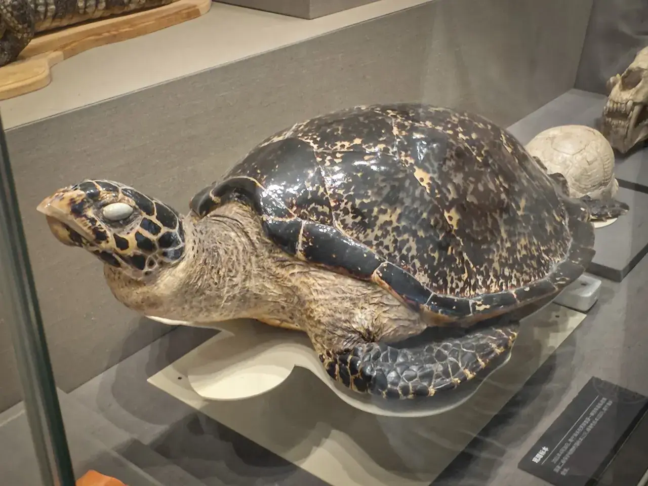 缉私