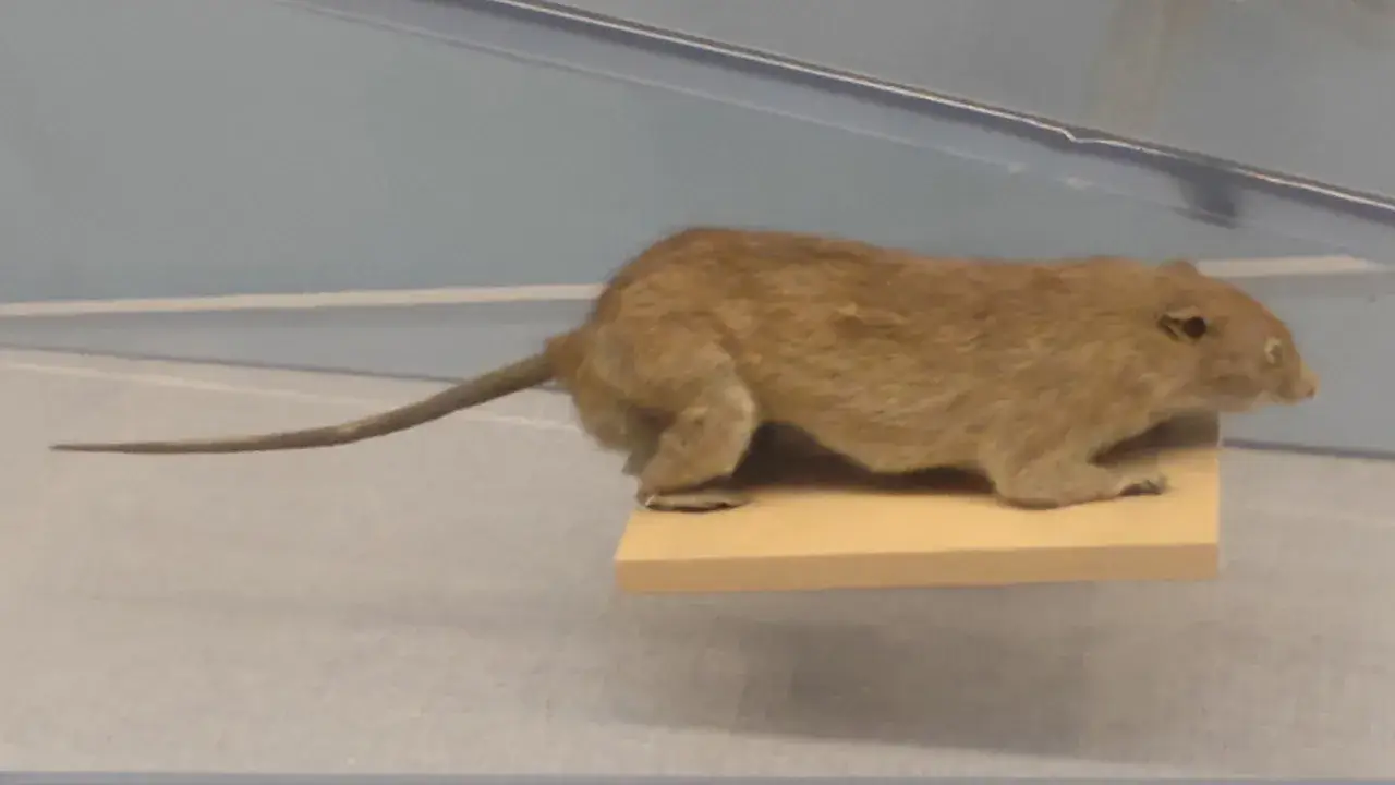 缉私