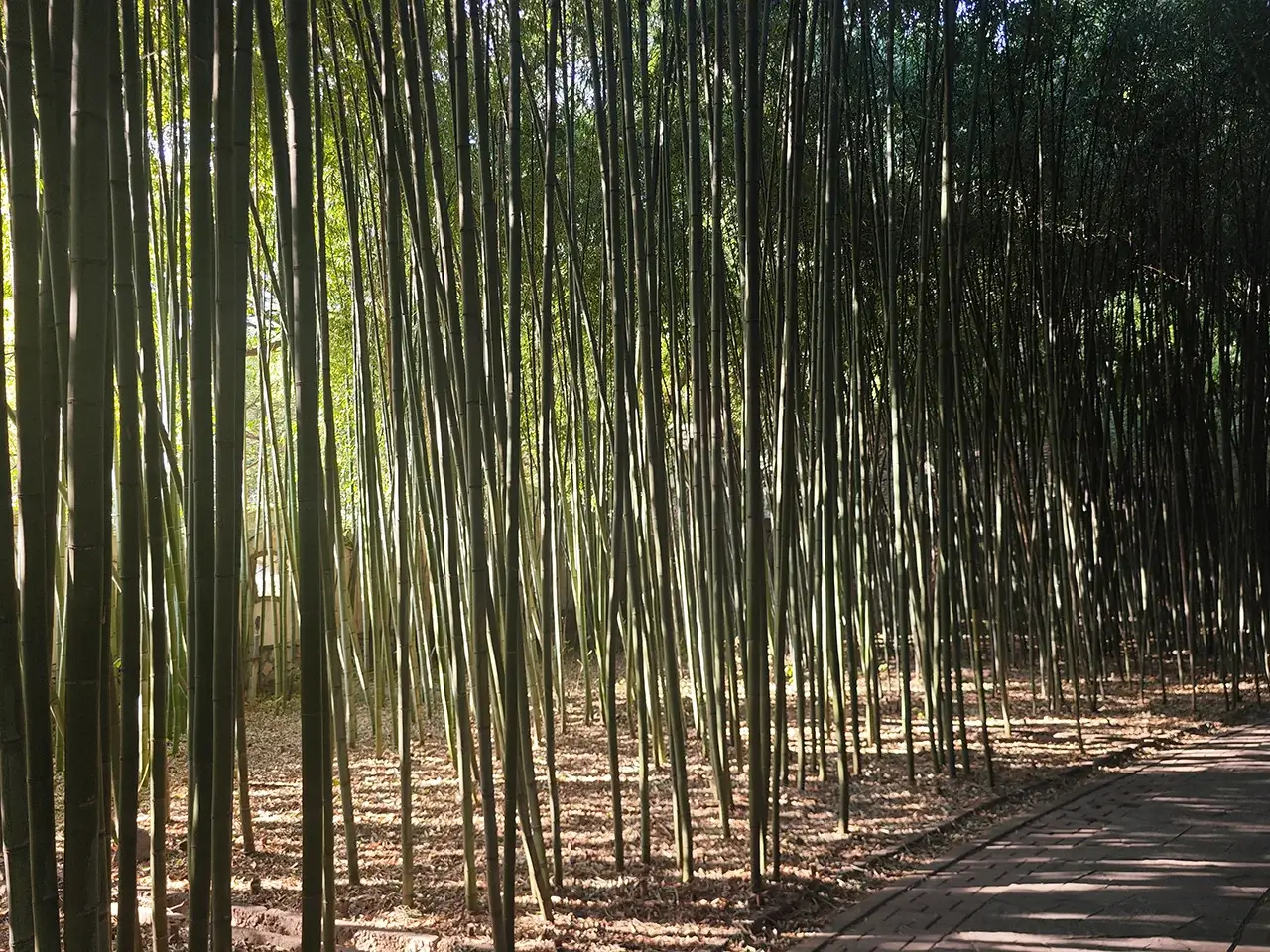 竹林探幽