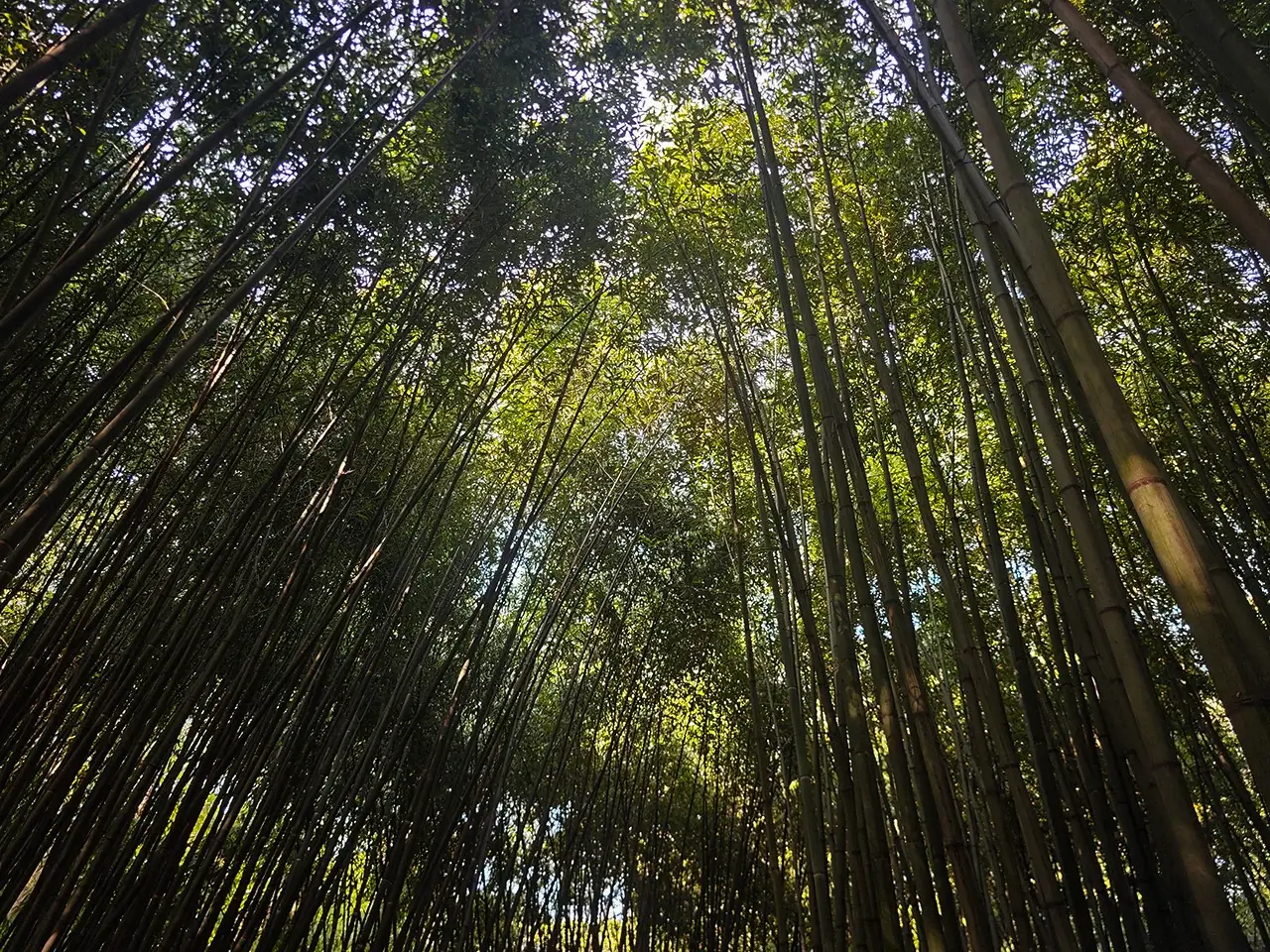 竹林探幽