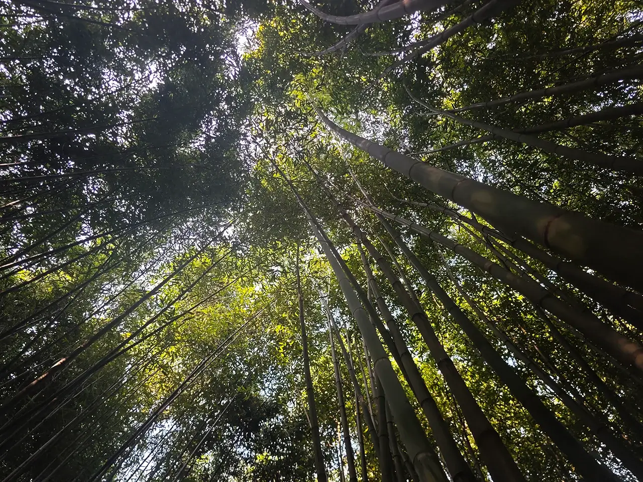 竹林探幽