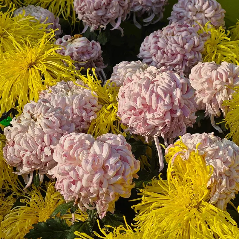 群花乱舞 10/12