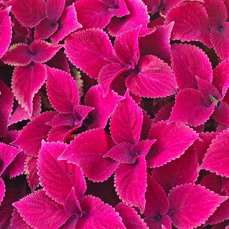 群花乱舞 11/12