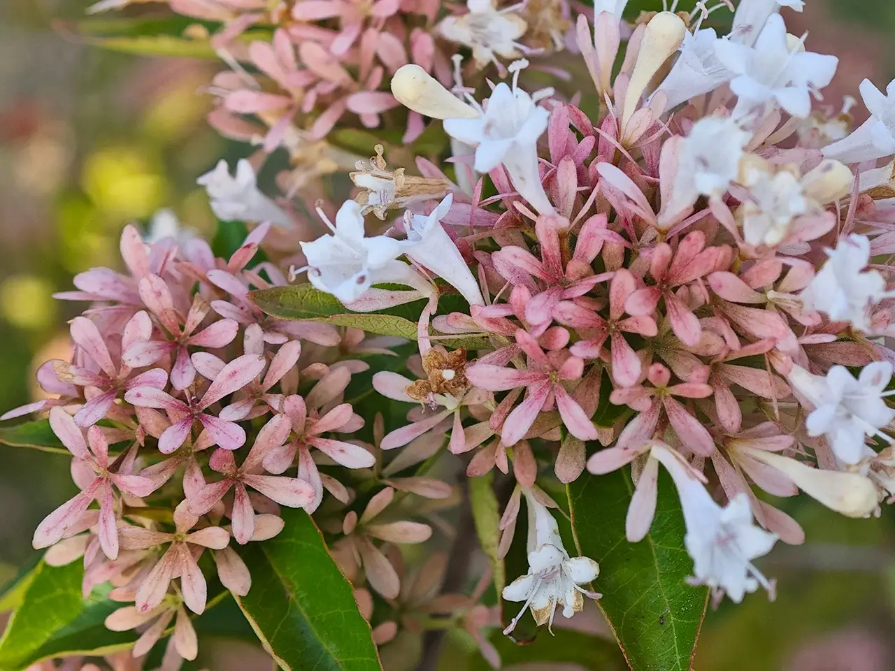 群花乱舞