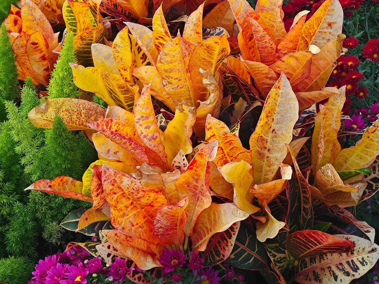 群花乱舞