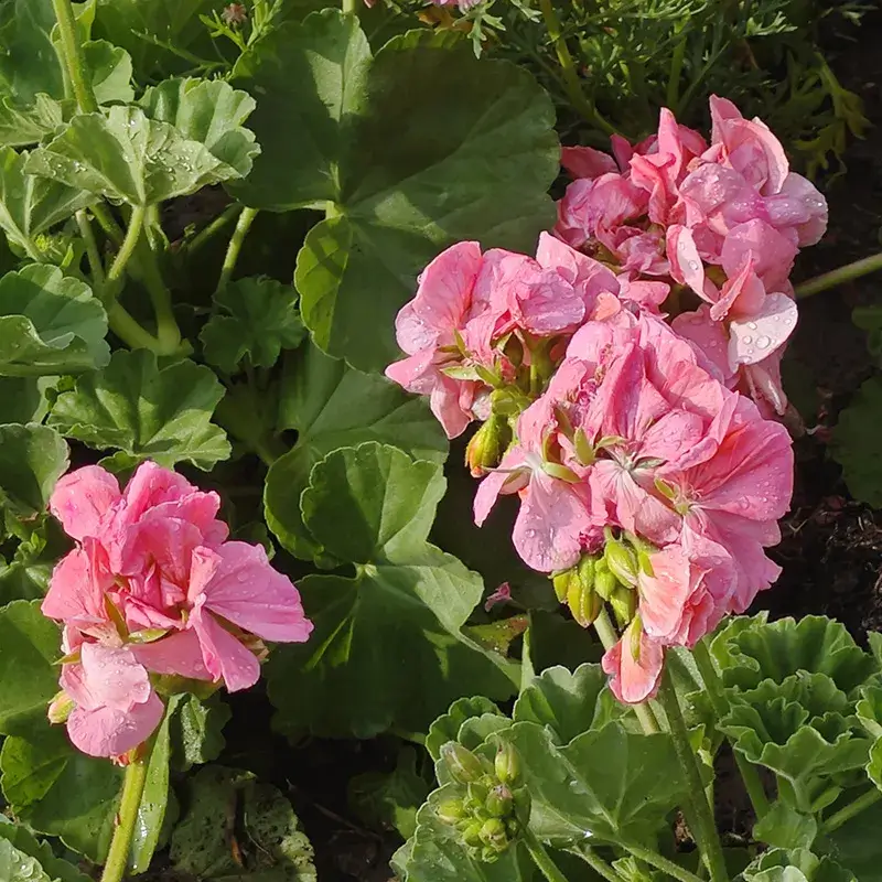 各色植物