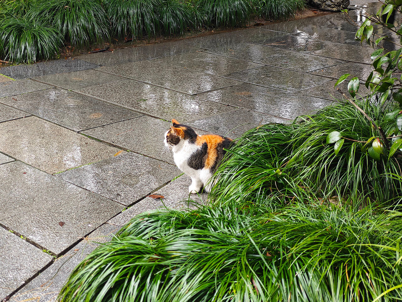 猫咪