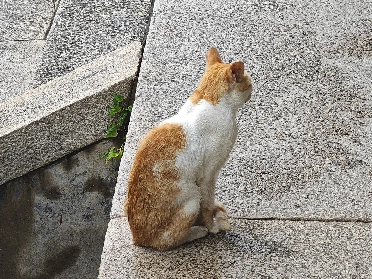 橘猫