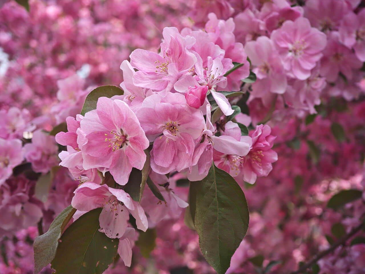 美丽海棠花
