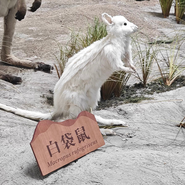 动物标本
