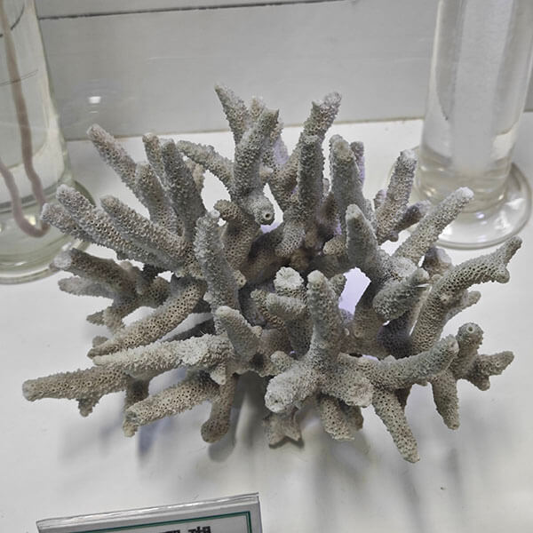海洋生物标本