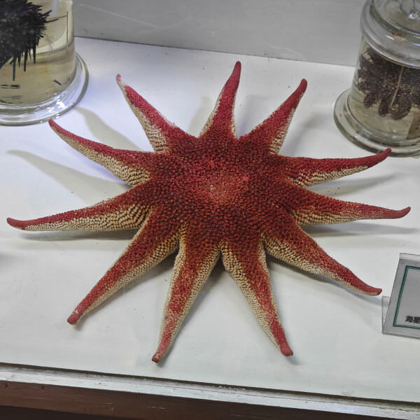 海洋生物标本