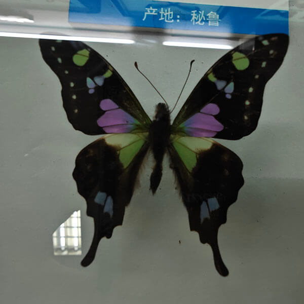 蝴蝶