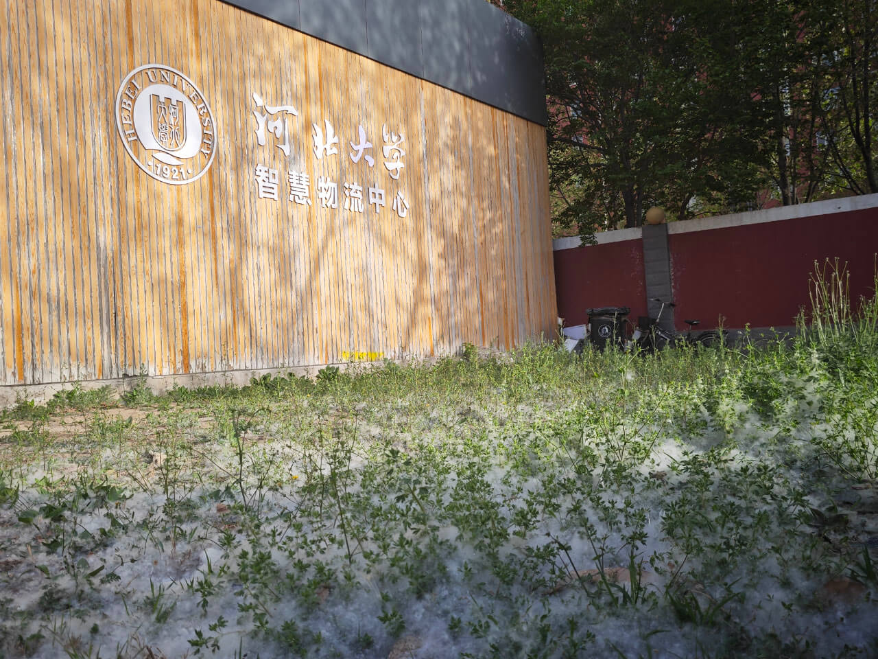 柳絮堆得像积雪