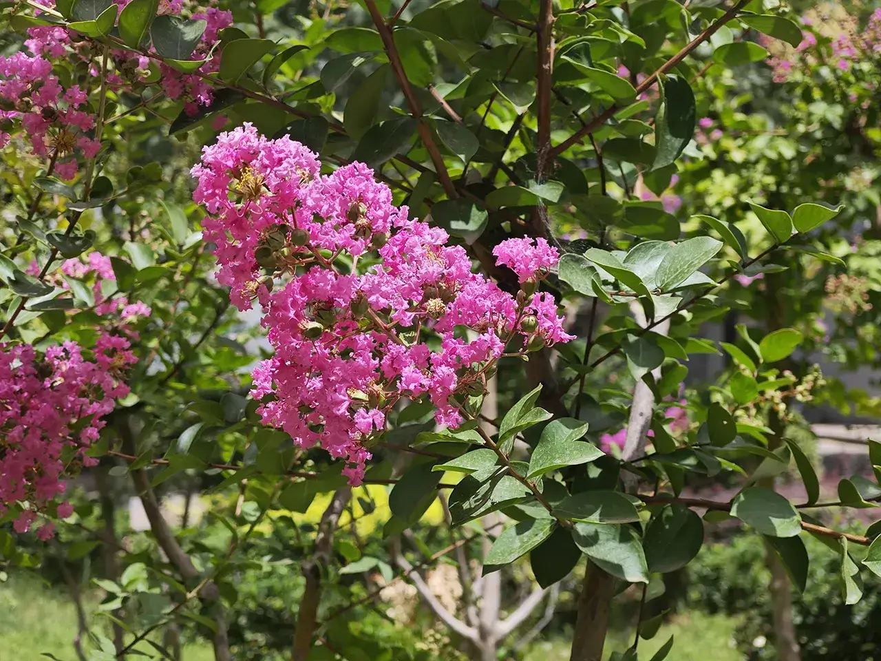 某花