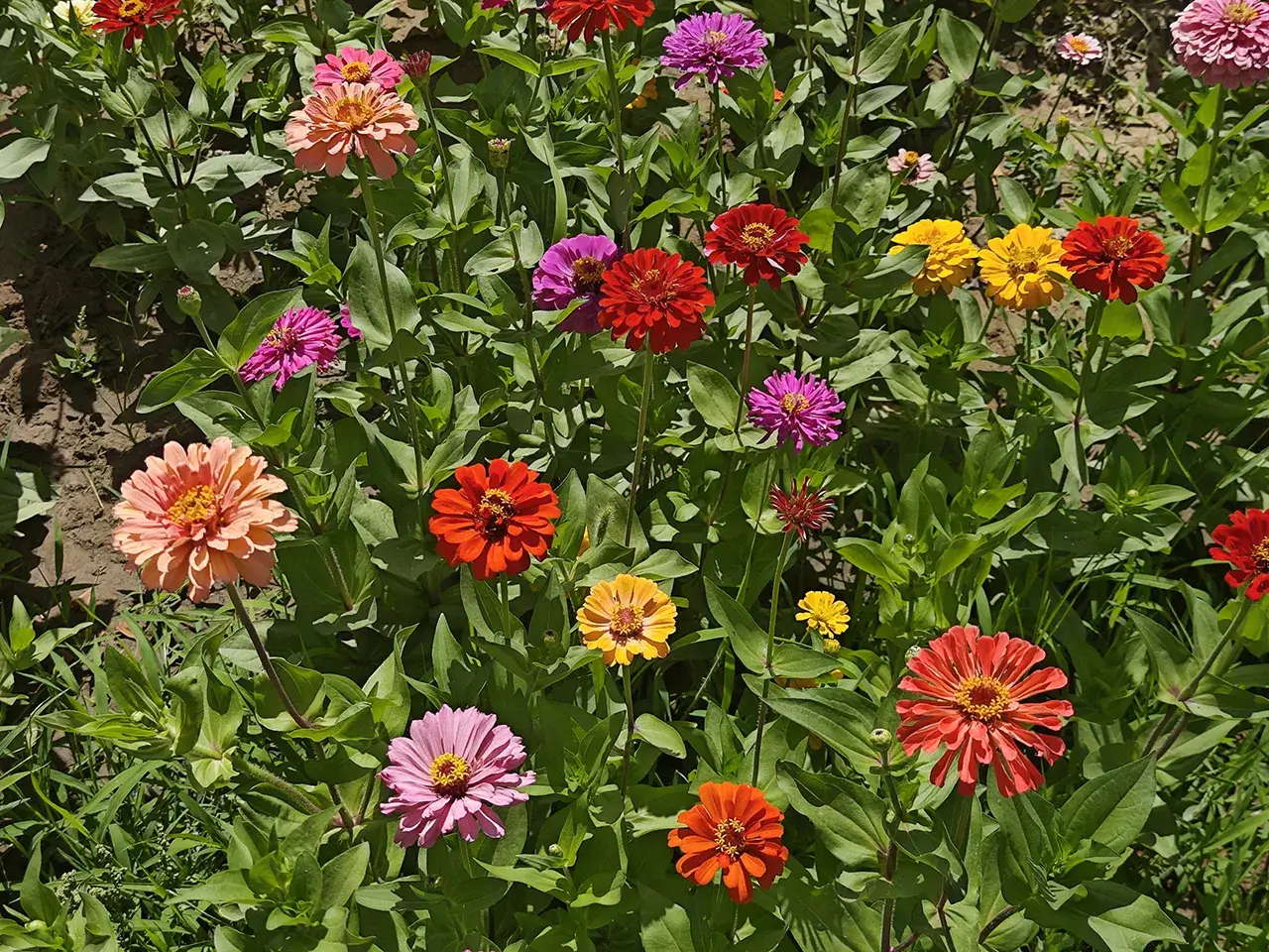 花花