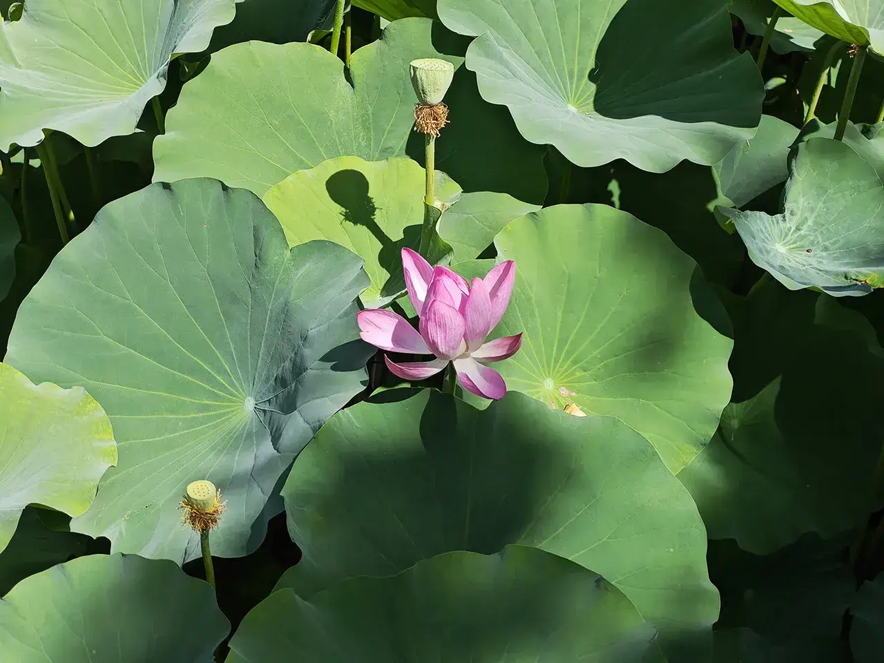 花花