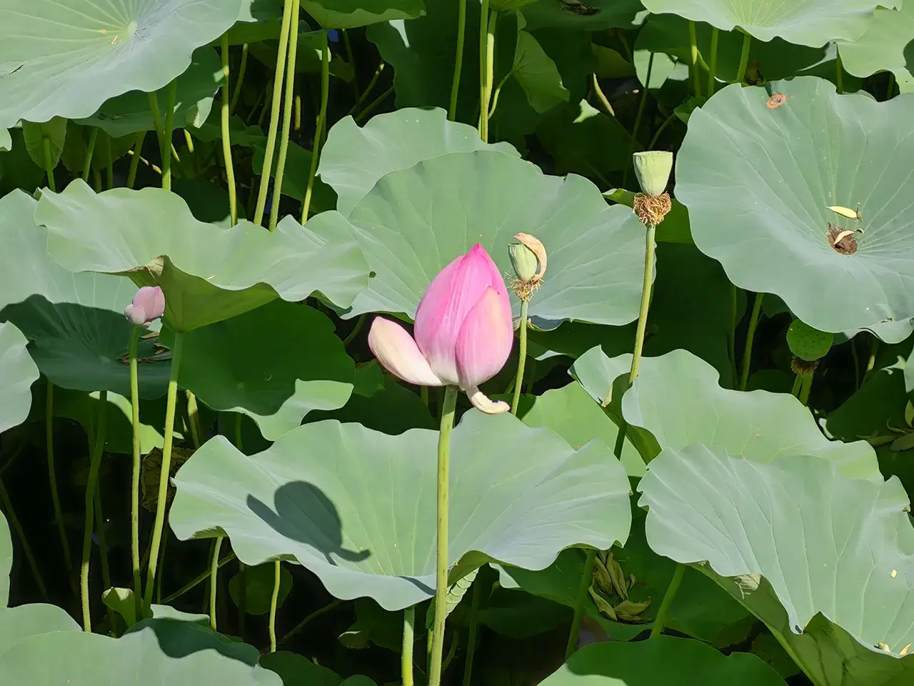 花花