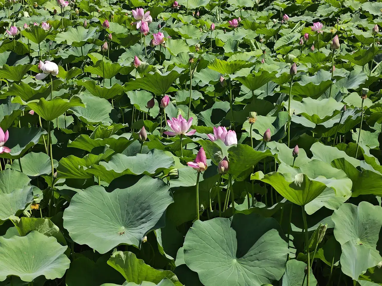 花花