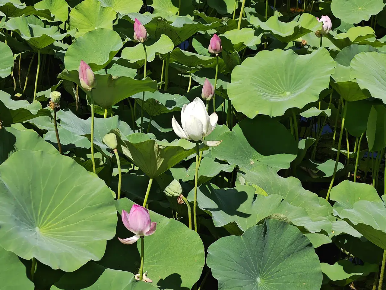 花花