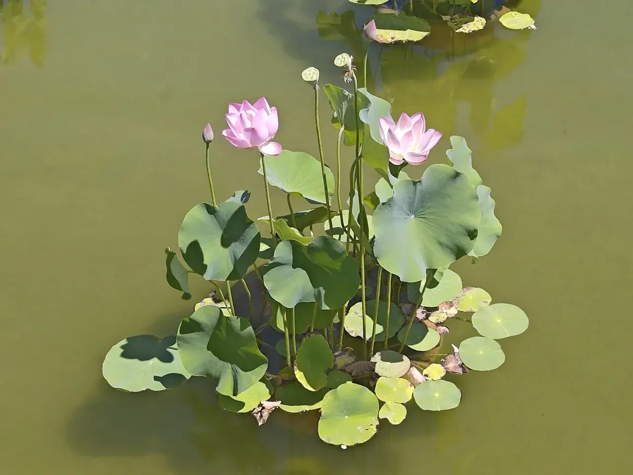荷花