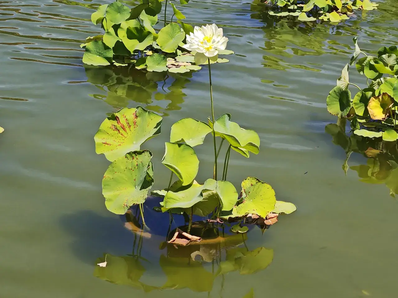 荷花
