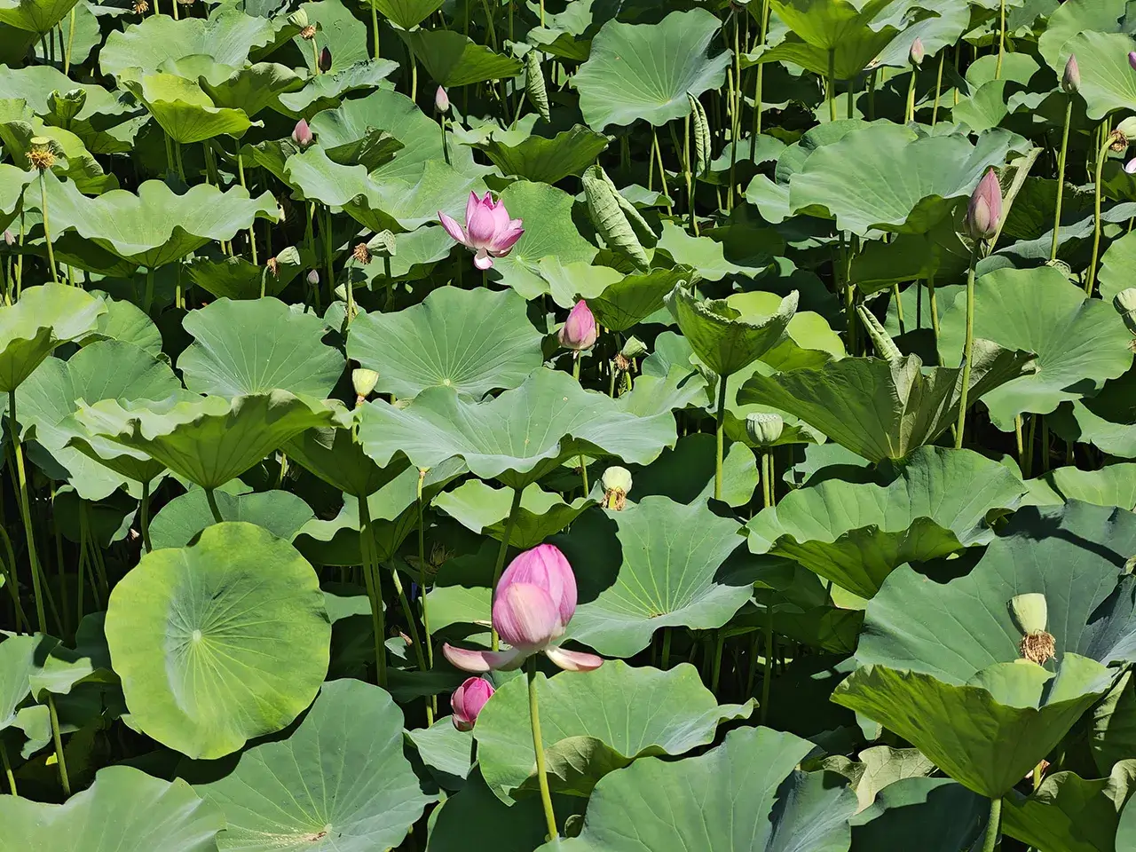 花花