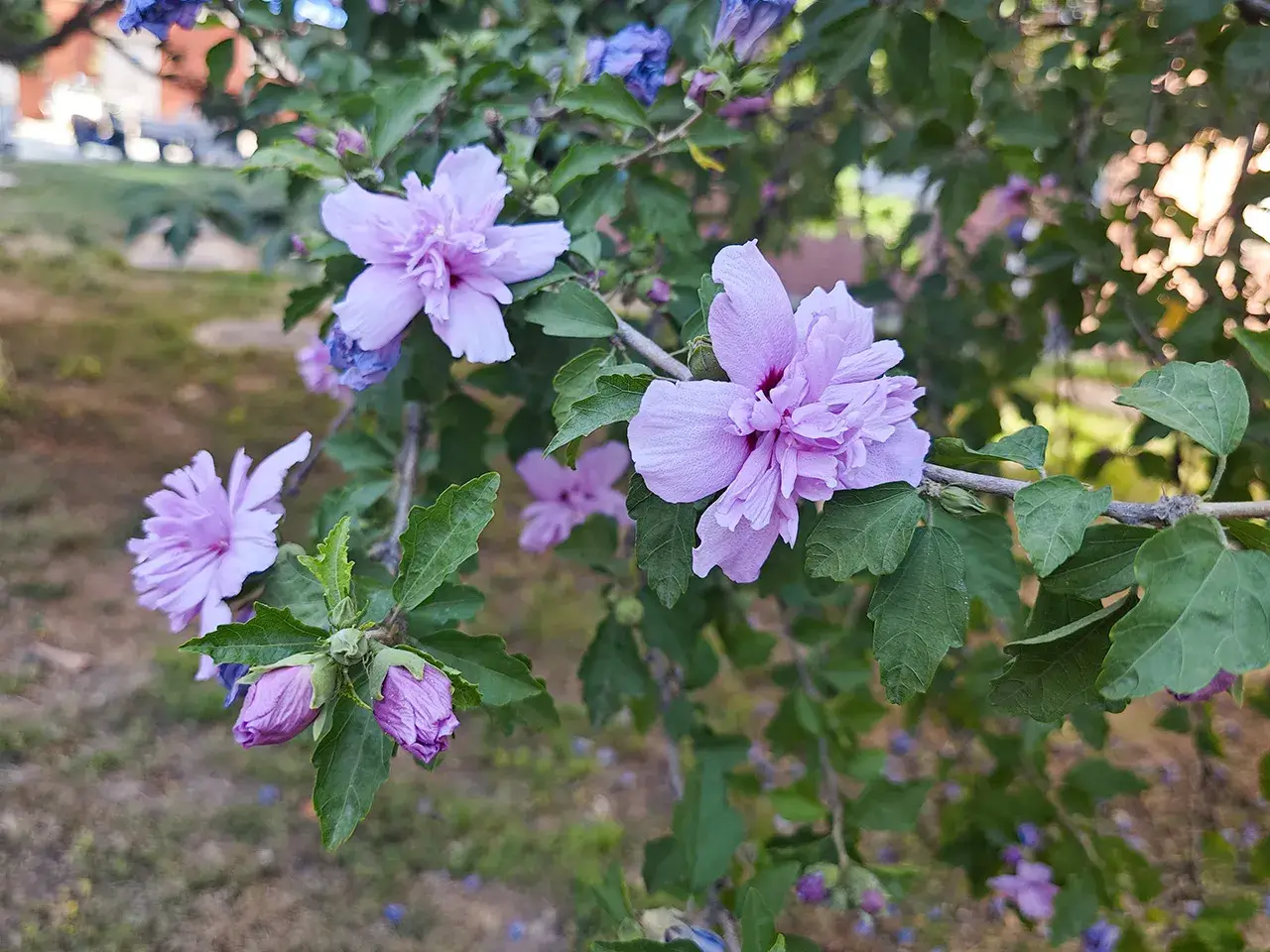 紫色花