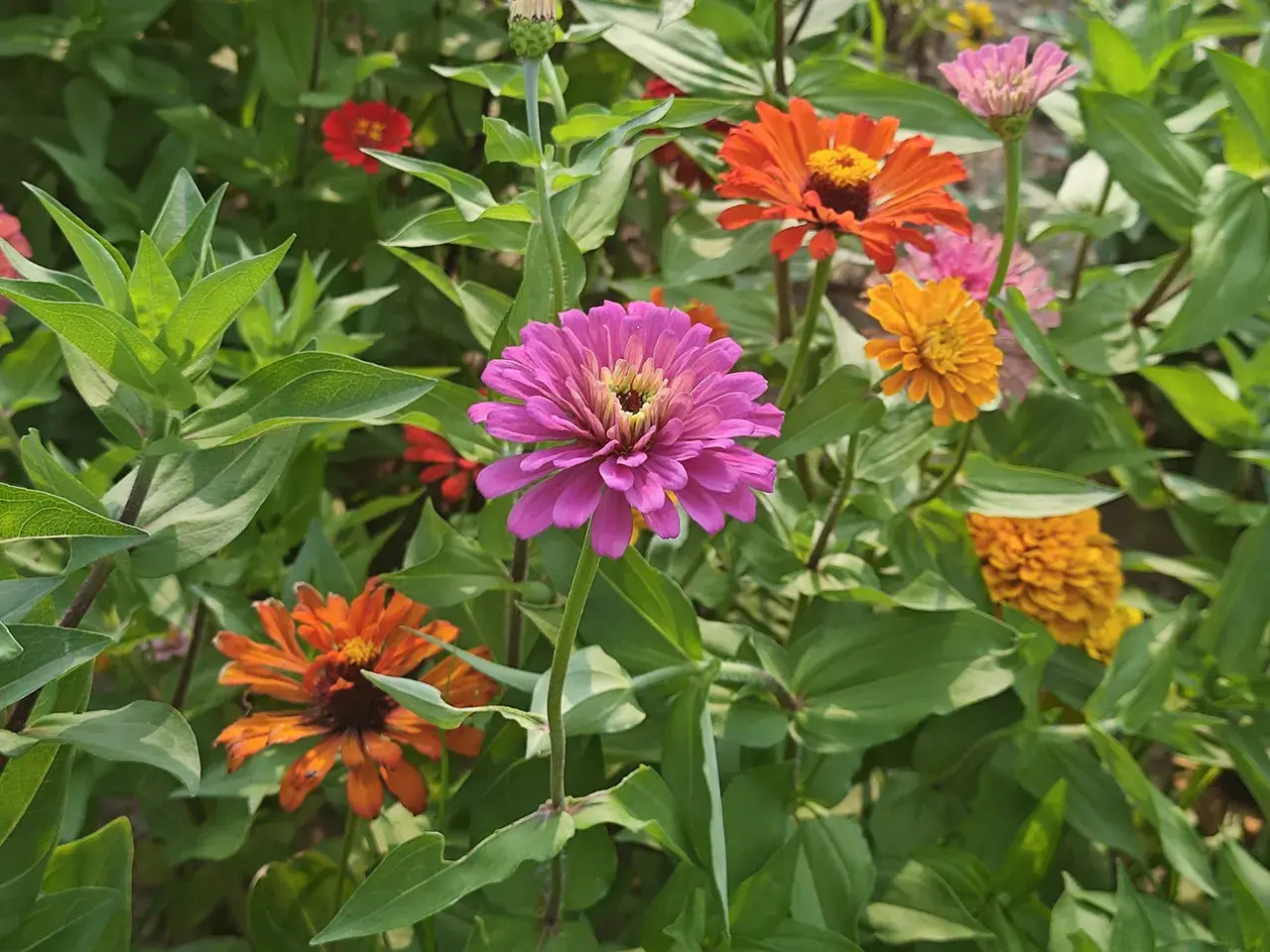百日菊