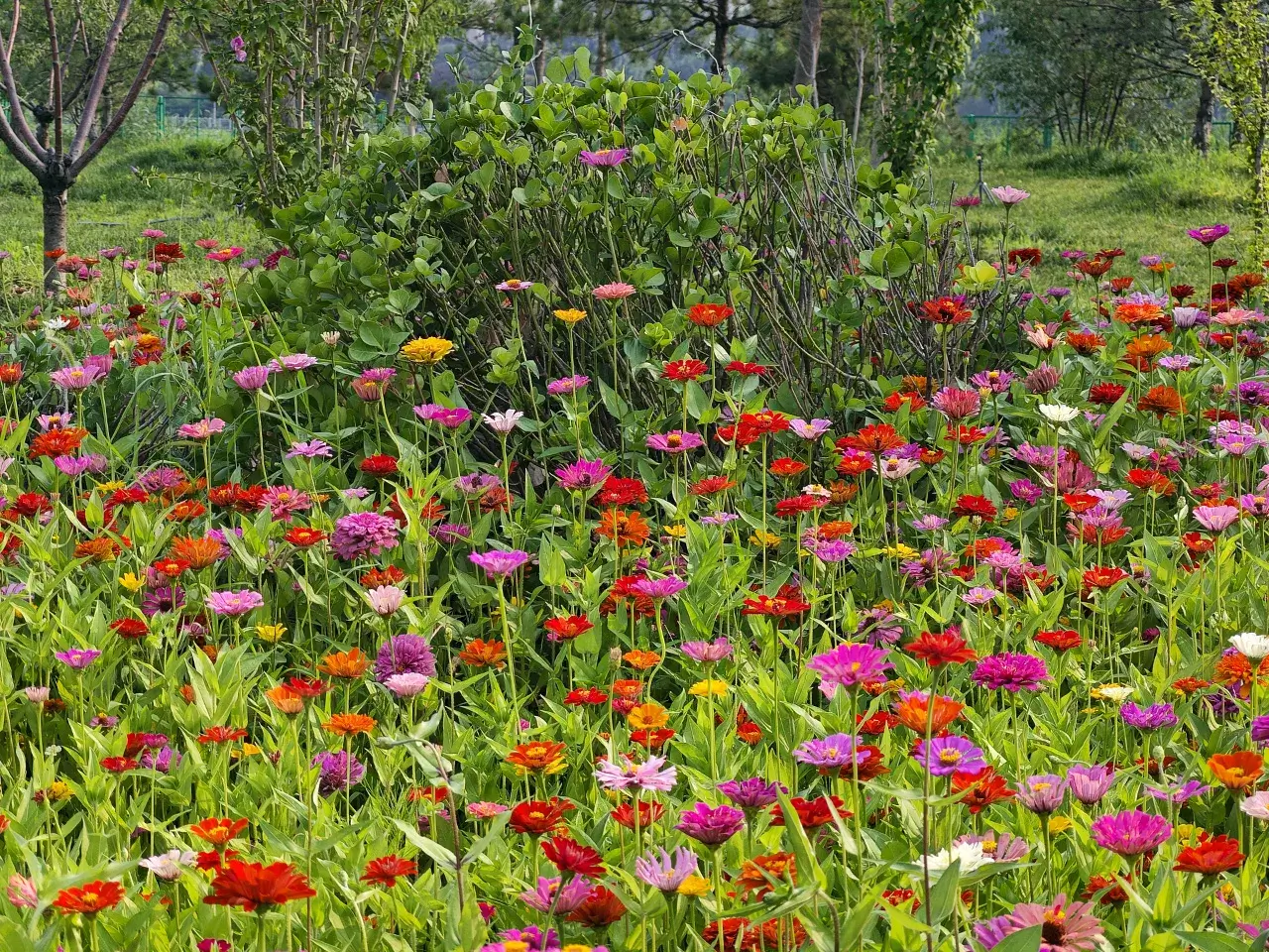 百日菊