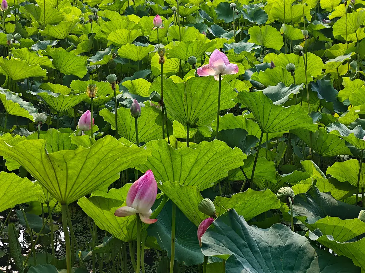 荷花