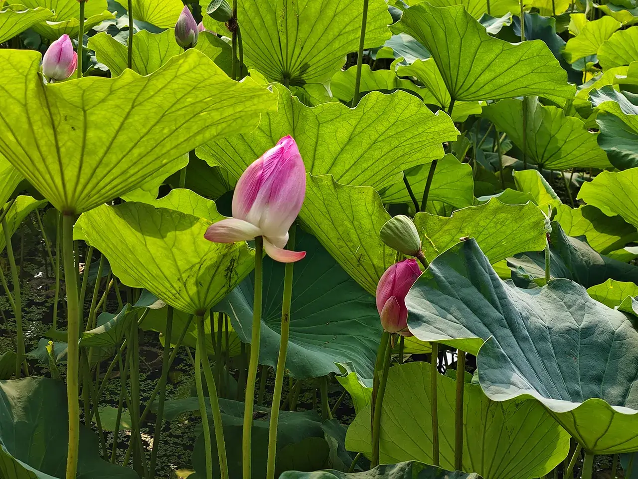荷花