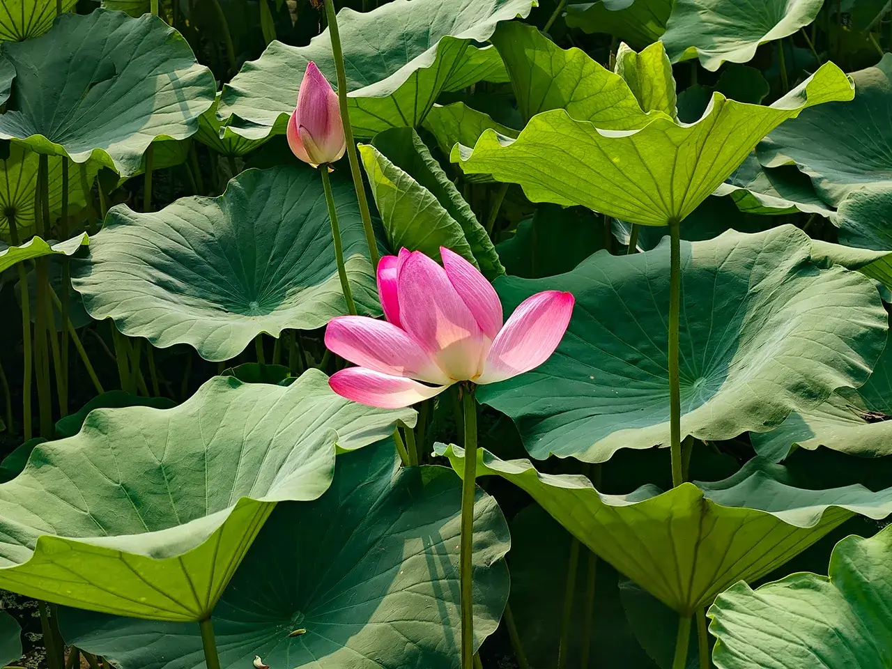 荷花