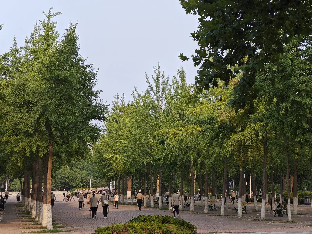 银杏已经有点泛黄了