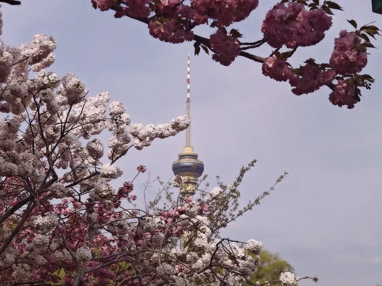 ✨ 少女感滤镜完成!效果:柔焦 + 粉色梦幻叠加