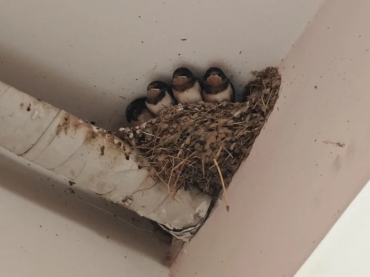 谁家新燕啄夏泥?