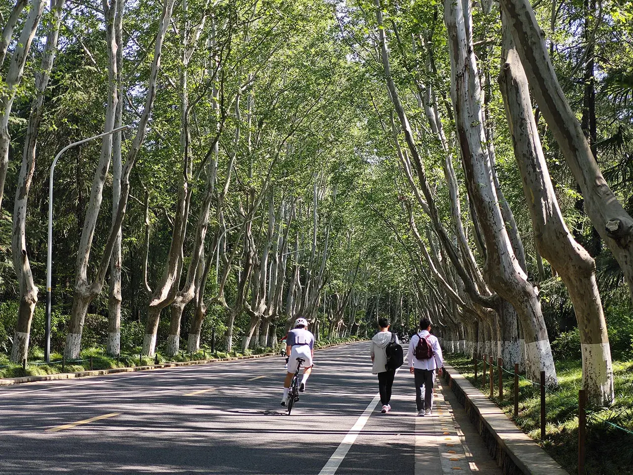 漫长的梧桐大道