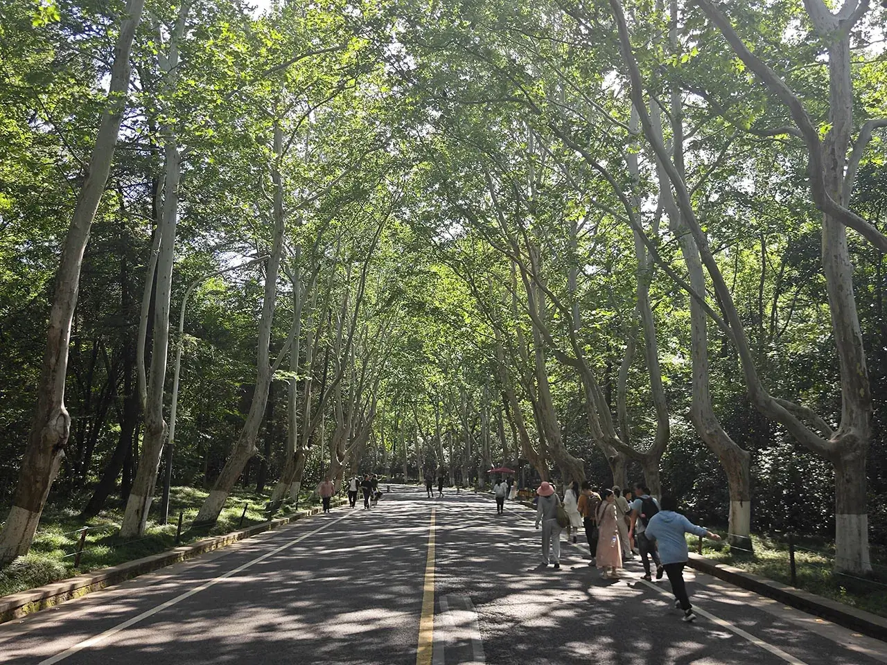 漫长的梧桐大道