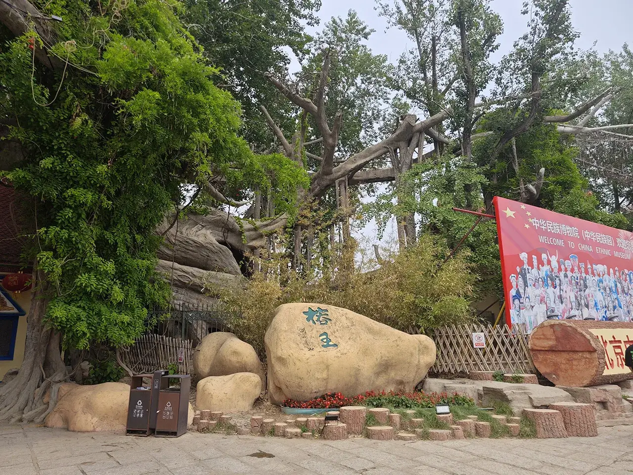 小小榕王,可笑可笑